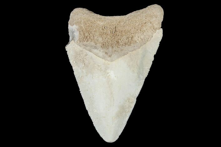 Bone Valley Megalodon Tooth - Florida #99866
